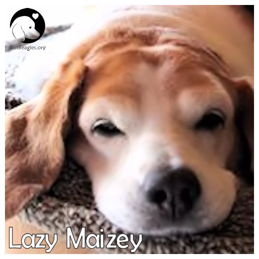 Lazy Maizey