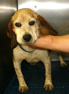 Barney the Beagle crossed the Bridge on May 3, 2011 after only being in his foster home for 10 days.