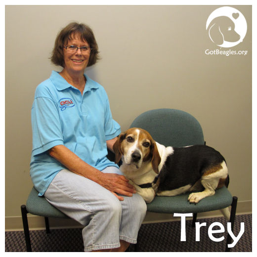 Trey the future therapy beagle! 